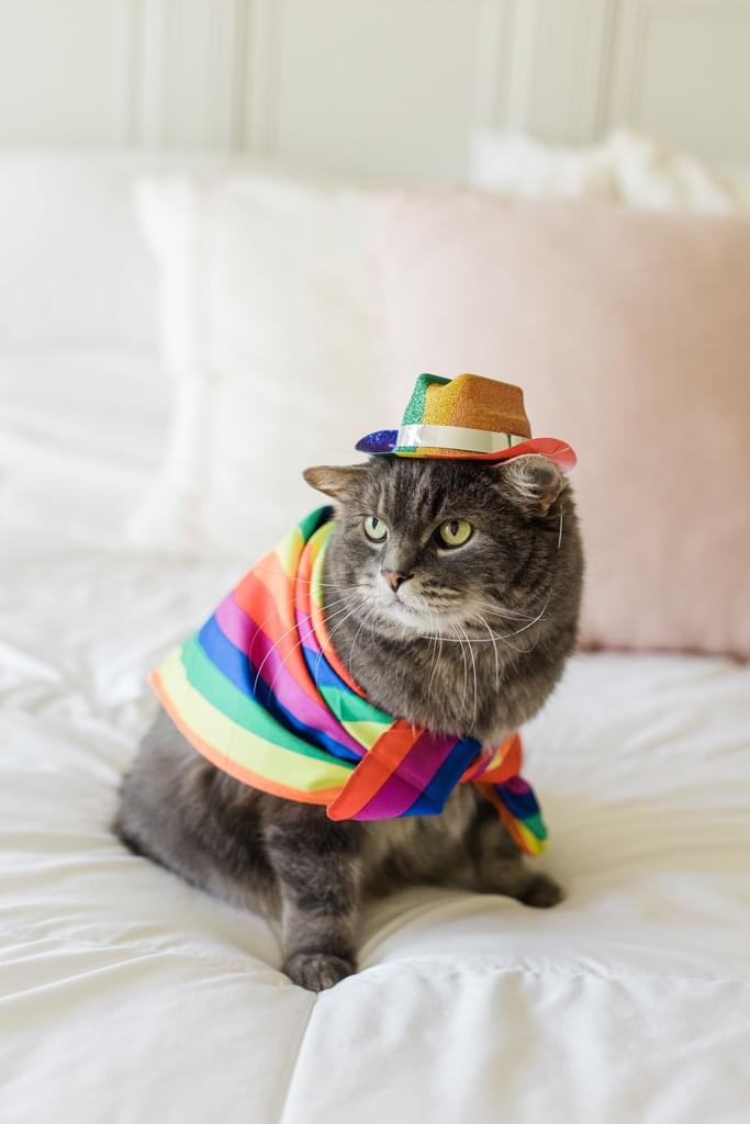 Cat in rainbow bandana and hat